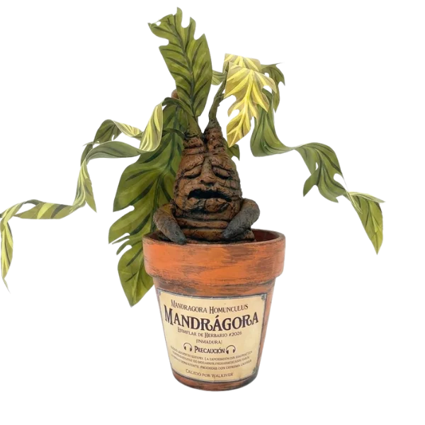 Mandrágora - Rotbud